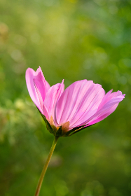 河北彩花在线播放